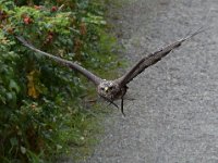 Maeusebussard 082